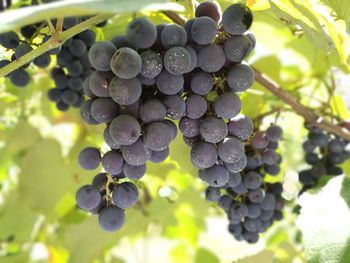 Close-up of grapes in vineyard