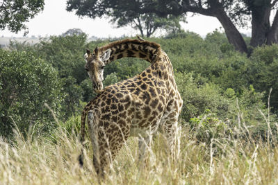 View of giraffe on field