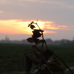 Close-up of plants at sunset