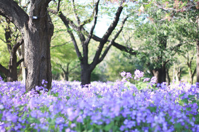 Close-up of purple flowering plants in park