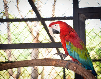 Close-up of parrot perching on tree