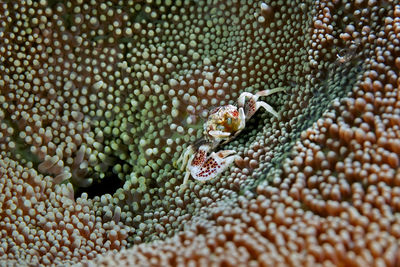 Close-up of coral in sea