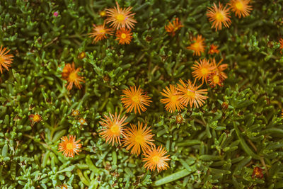 High angle view of flowers in garden