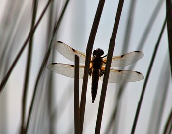 Close-up of insect