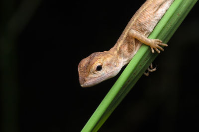 Close-up of lizard on leaf