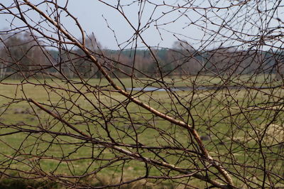 Low angle view of bare tree against sky