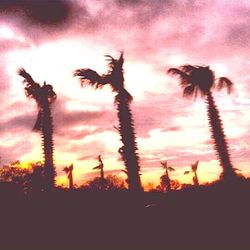 Silhouette trees at sunset