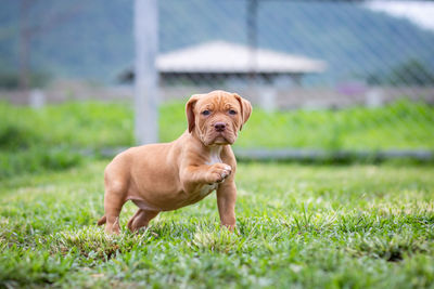 Portrait of dog on field