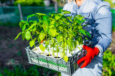 Box with pepper sprouts ready for seedling in the hands of a woman. spring seedlings. 