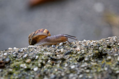 Close-up of lizard on rock