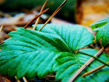 Close-up of leaves