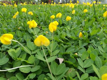 Close-up of yellow flower