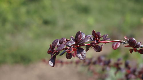 Close-up of flowering plant