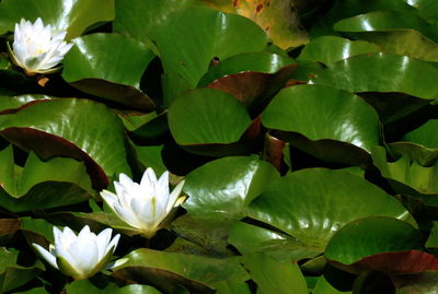 Close-up of white flowers