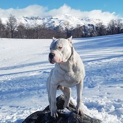 Dog on snow covered mountain against sky