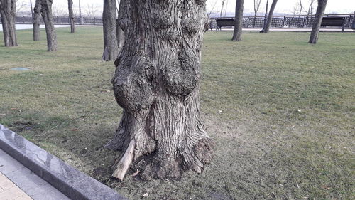 View of tree trunk in park