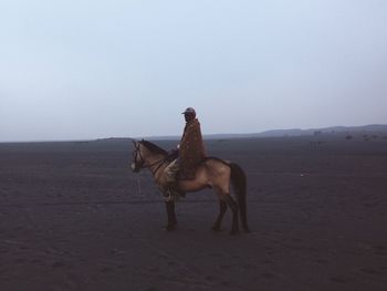 Side view of horse standing on sand at desert against clear sky