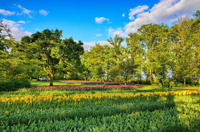 Scenic view of flowering plants and trees on field against sky