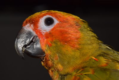 Close-up of parrot