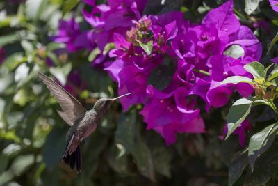 Close-up of butterfly pollinating on purple flower
