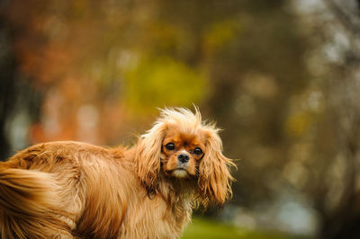 Close-up of cavalier king charles spaniel standing on field