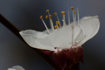 Close-up of white flowering plant against black background