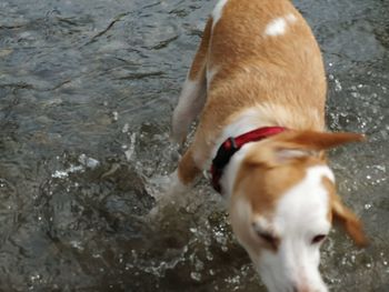 High angle view of dog in water