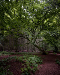Trees growing in forest