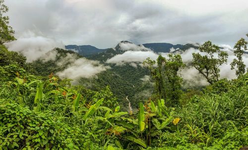 Plants growing on land against sky