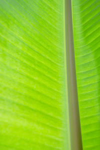 Full frame shot of palm leaf