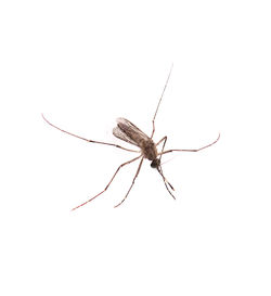 Close-up of insect on white background