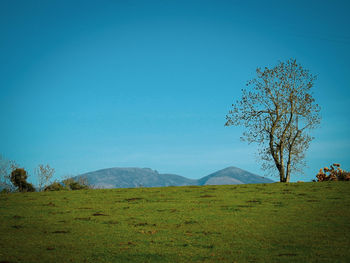 Scenic view of field against clear blue sky