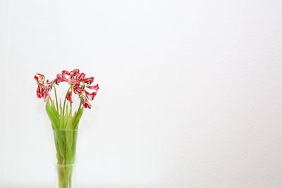 Close-up of flowers against white background