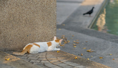 View of cat resting on footpath