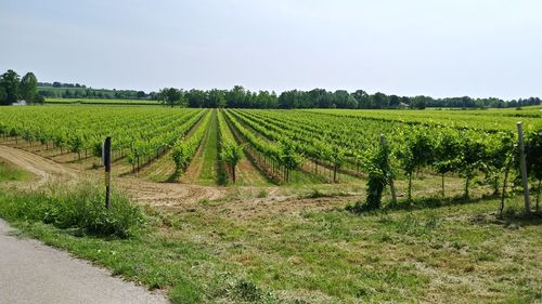 Scenic view of vineyard against sky