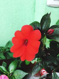 Close-up of red flower blooming outdoors