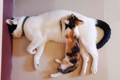 Cat lying on floor at home