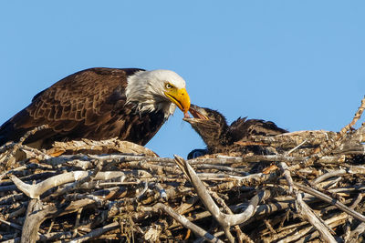 Bald eagles feeding time for the baby