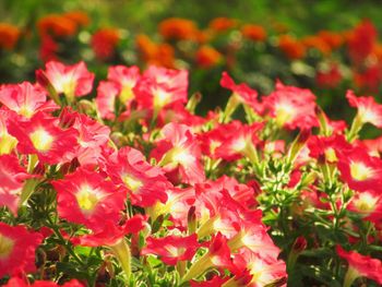 Close-up of red flowering plants