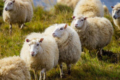 Sheep on field