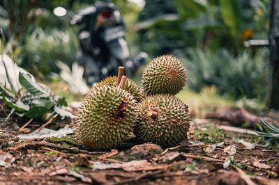 Durian on ground