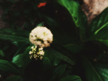 Close-up of white flowers