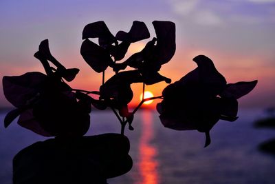 Close-up of plant against sky at sunset