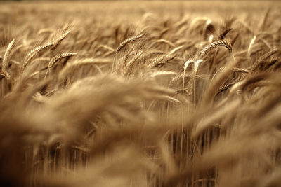 Ripe ears of rye in rye field. wind motion