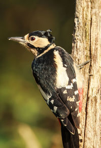 Close-up of bird perching on wood