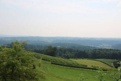 Scenic view of agricultural field against sky