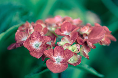 Close-up of pink flowering plant