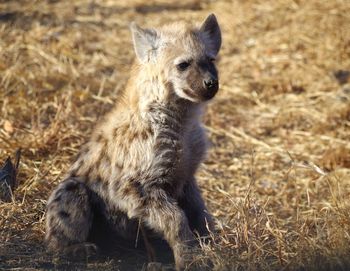 Hyena sitting on field