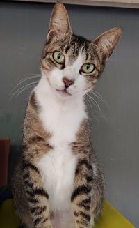 Close-up portrait of tabby cat