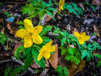 Close-up of yellow flower